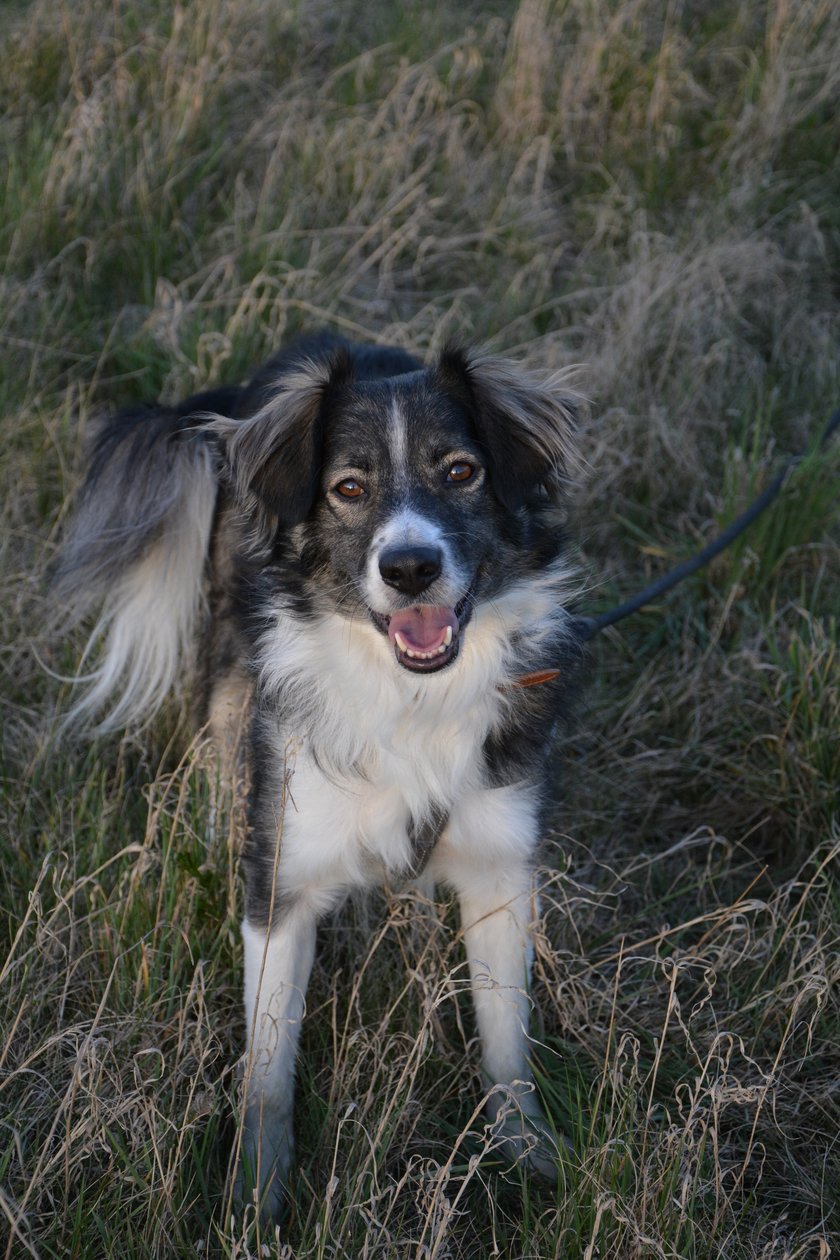Mario - pies w typie Border Collie. Adoptowany z Fundacji Oleśnickie Bidy. Chłopak dużo przeszedł, jednak odnalazł się i codziennie pokazuje jak bardzo jest wdzięczny. Jest kochany, mądry i szybko się uczy.