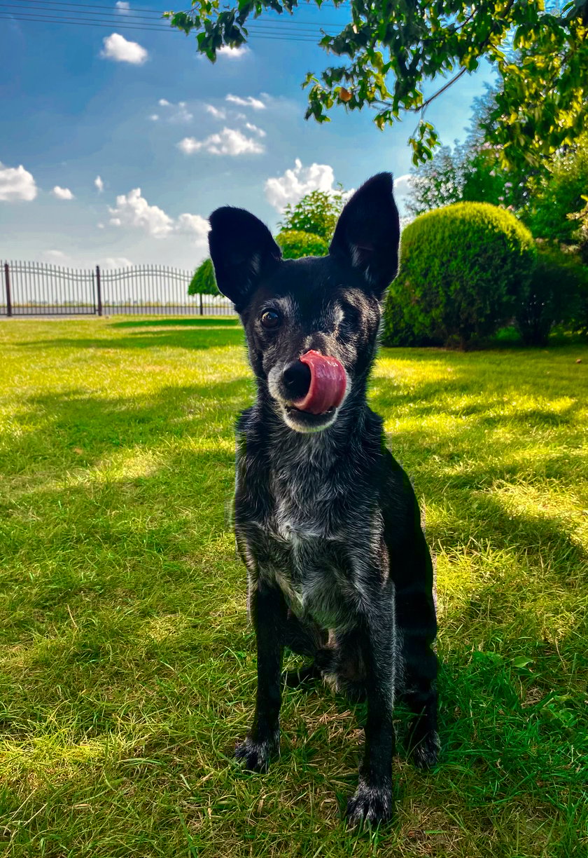 Tiro zaadoptowałam jako 4 letniego pieska. W wieku szczenięcym przeszedł nosówkę - został znaleziony w rowie, ledwo żywy. Choroba pozostawiła po sobie ślad w postaci tików nerwowych. Przez to, przez długi czas, nikt nie chciał go adoptować.  Na szczęście trafił na mnie. Przeszliśmy razem sporo trudów, jednak jesteśmy swoimi przyjaciółmi już od 8 lat i mam nadzieję, że jeszcze wiele radosnych chwil przed nami.