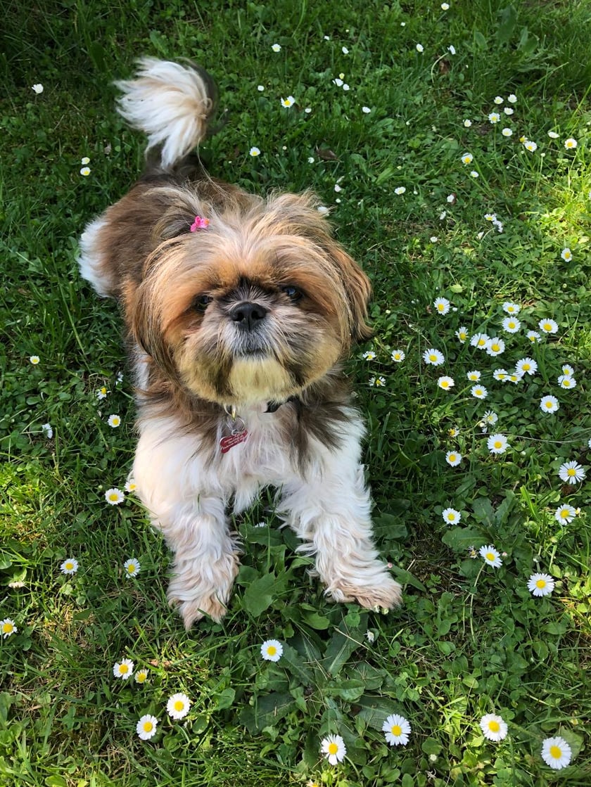 Amelka to 7 letnie shih tzu, które kocha ludzi i przysmaki jednak też ma swoje zdanie. Gdy przychodzi pora na spanie czy przywitanie kuriera to często stawia na swoim i się nie słucha (pomimo że rozumie). Niechętnie podchodzi do obcych psów, ale z drugiej strony uwielbia poznawać nowe osoby. Amelka lubi też zabawki takie jak mini mata węchowa czy jej ulubiona świnka ale najbardziej kocha spacery.