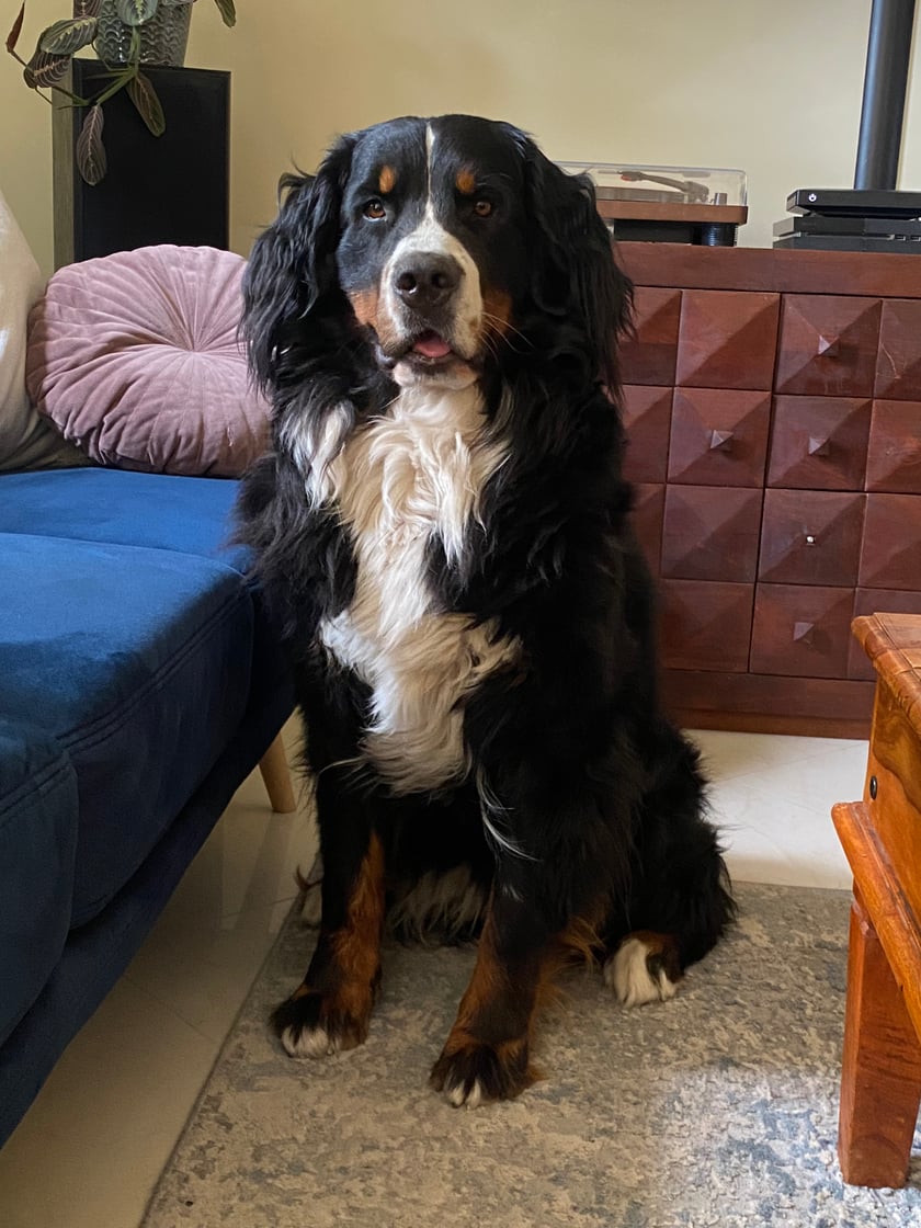 Luśka, Luna, to trzyletni Berneński pies pasterski. 
Uwielbia chleb z masełkiem, pieszczoty i kompletnie nie rozumie, że wazy 50 kg. 
Wciąż wydaje jej się, że jest malutkim szczeniakiem, który może każdemu wskakiwać na ręce.