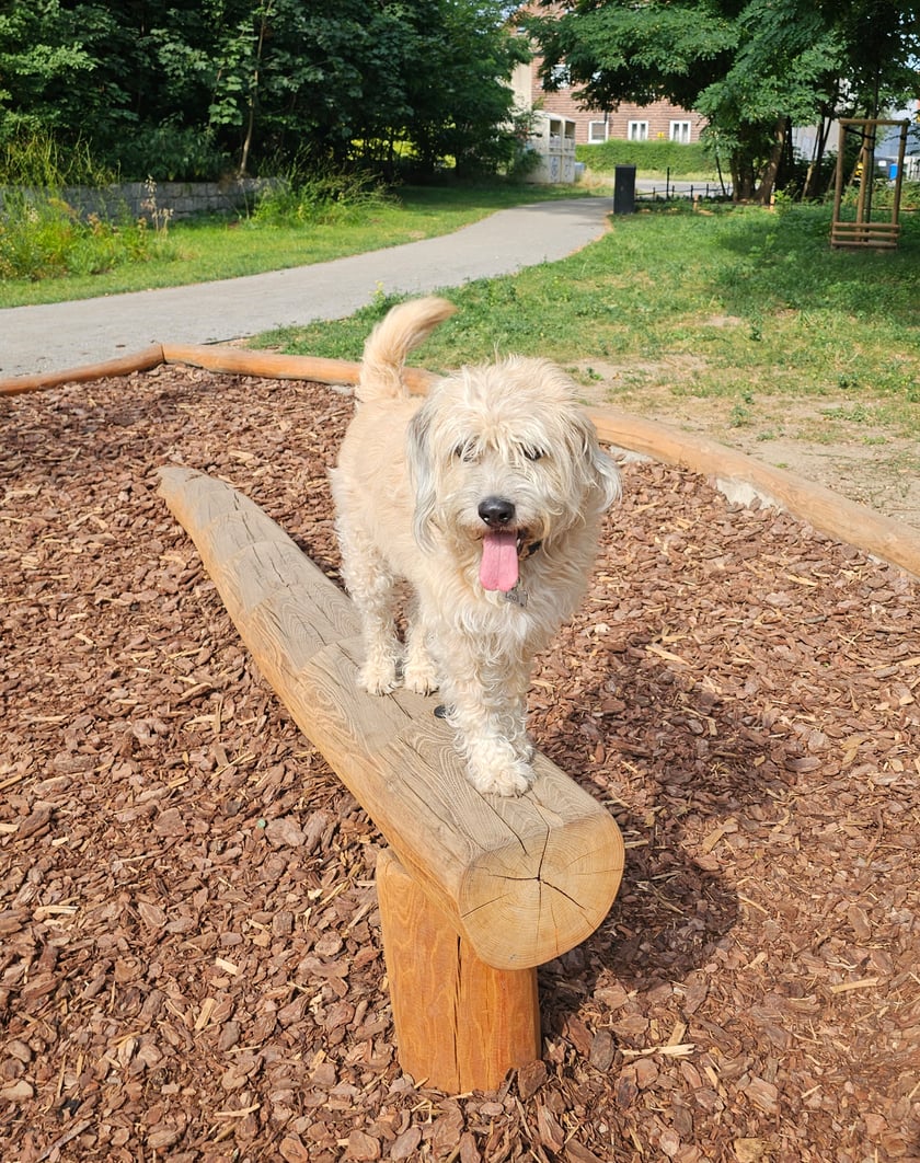 Leon jest pięknym czteroletnim kawalerem, który już w schronisku skradł moje serce. Choć poczatki były trudne, jest pełen radości, wciąż chętny do zabawy i psot. Kochamy całym sercem!