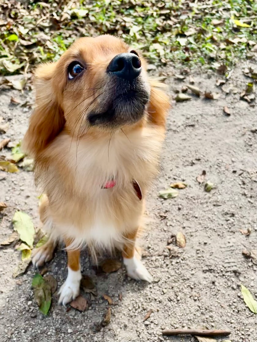 Rudy kundelek, potocznie nazywany liskiem. W listopadzie kończy 3 lata, a jej główne zajęcia to spanie, jedzenie i otrzymywanie nieograniczonej dawki miłości.