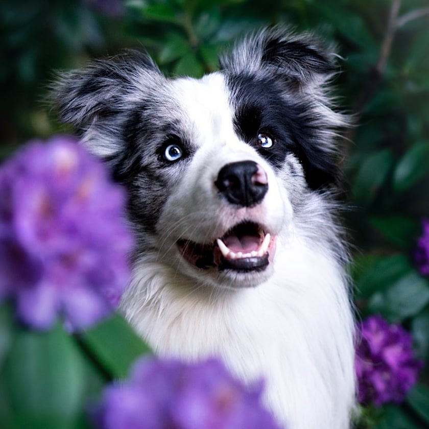 3 letni Border Collie z Wrocławia :)