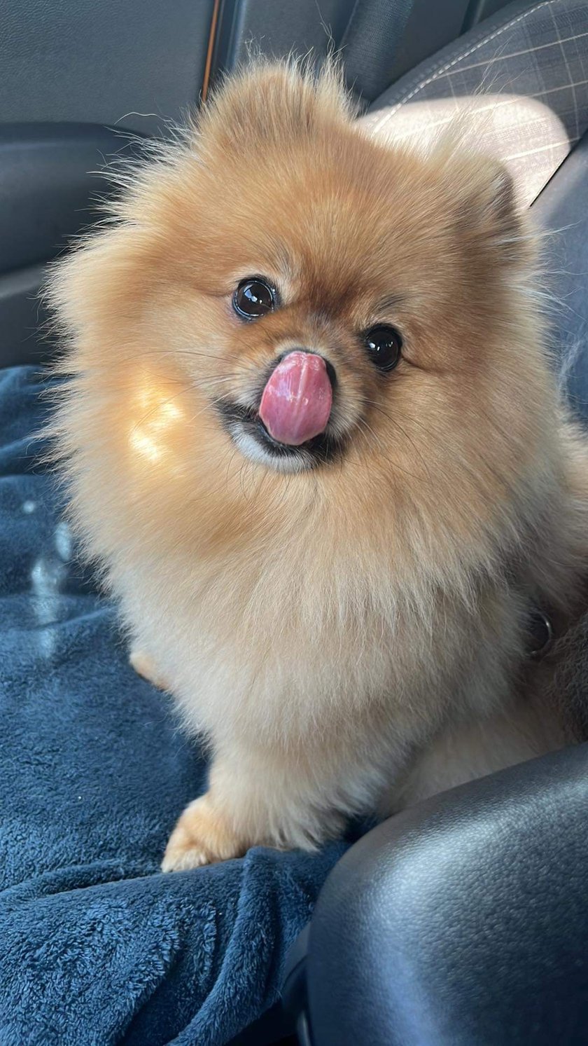 Psotki to moje drugie imię.