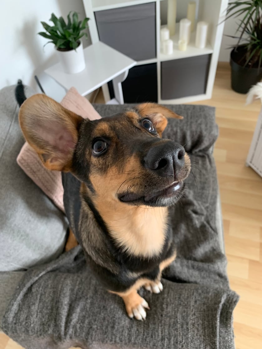 Tośka to psiak który został znaleziony przez pogotowie w pustostanie a przeze mnie całkiem przypadkowo na stronie tegoż pogotowia! I tak został ze mna ten gnojek słodki z postawa warta podziwu! No sami zobaczcie co za słodziak z wielgachnymi uszami wiecznie zdziwionymi!