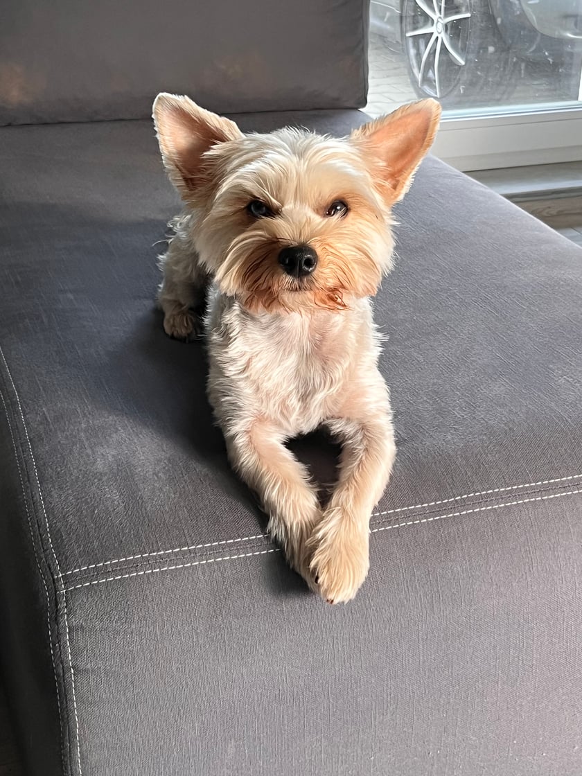 Piesek znaleziony przeze mnie w krzakach w kartonie. Na szczęście cały i zdrowy. Miał wtedy około 2msc. Teraz dwa latka. Najukochańszy na świecie!