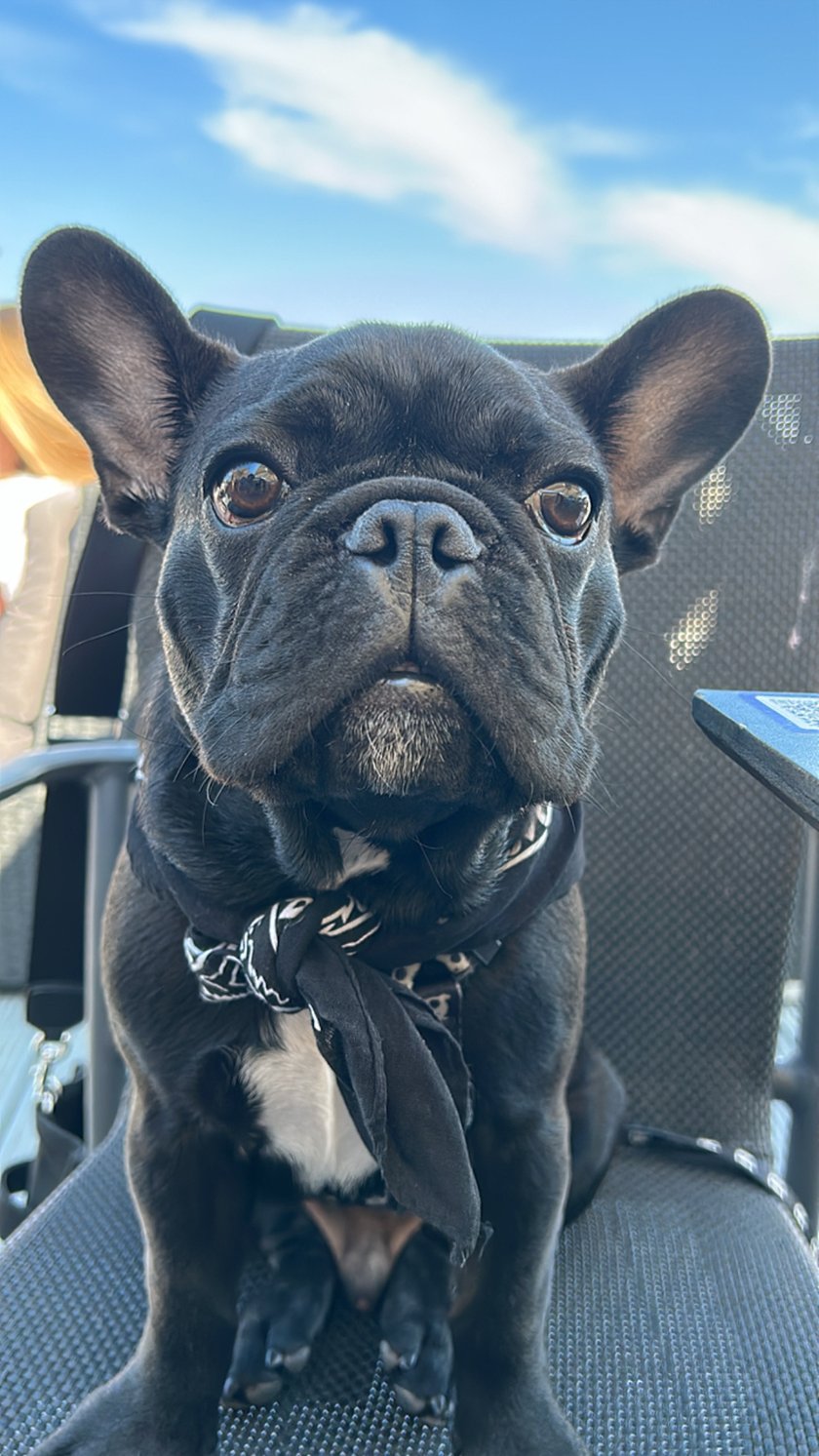 Tadzio został adoptowany przeze mnie w wieku 4 miesięcy. Jest bardzo mądrym i ciekawskim pieskiem. Najbardziej lubi jeść, obgryzać patyki i gonić gołębie.