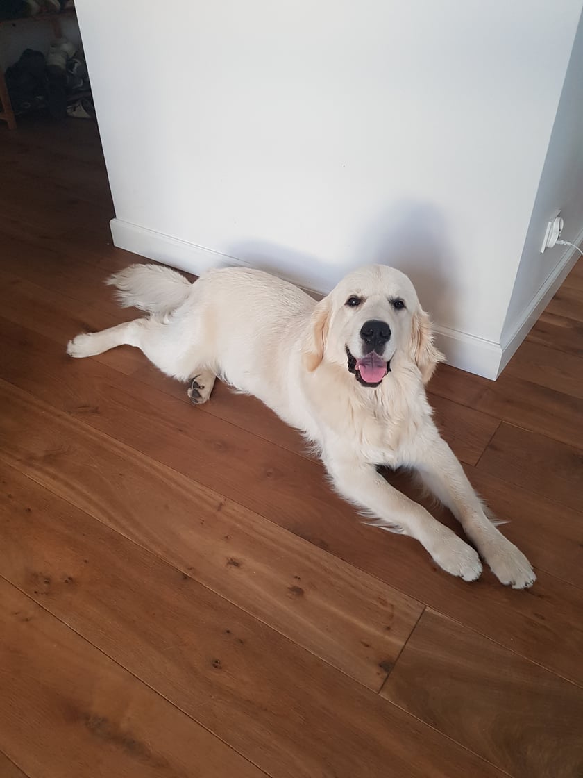 Cześć,
mam 11 miesiecy...no prawie. Jestem rasy Golden Retriver, choć niektórzy biorą mnie za Owczarka Podhalańskiego. Lubię wodę, świetnie pływam, uwielbiam bawić się szarpakiem i chrupać duuuze kości! Mniam...chyba dla tego moja waga już przekroczyła 35 kg. Daj znać jak chciałbyś się pobawić troszkę.