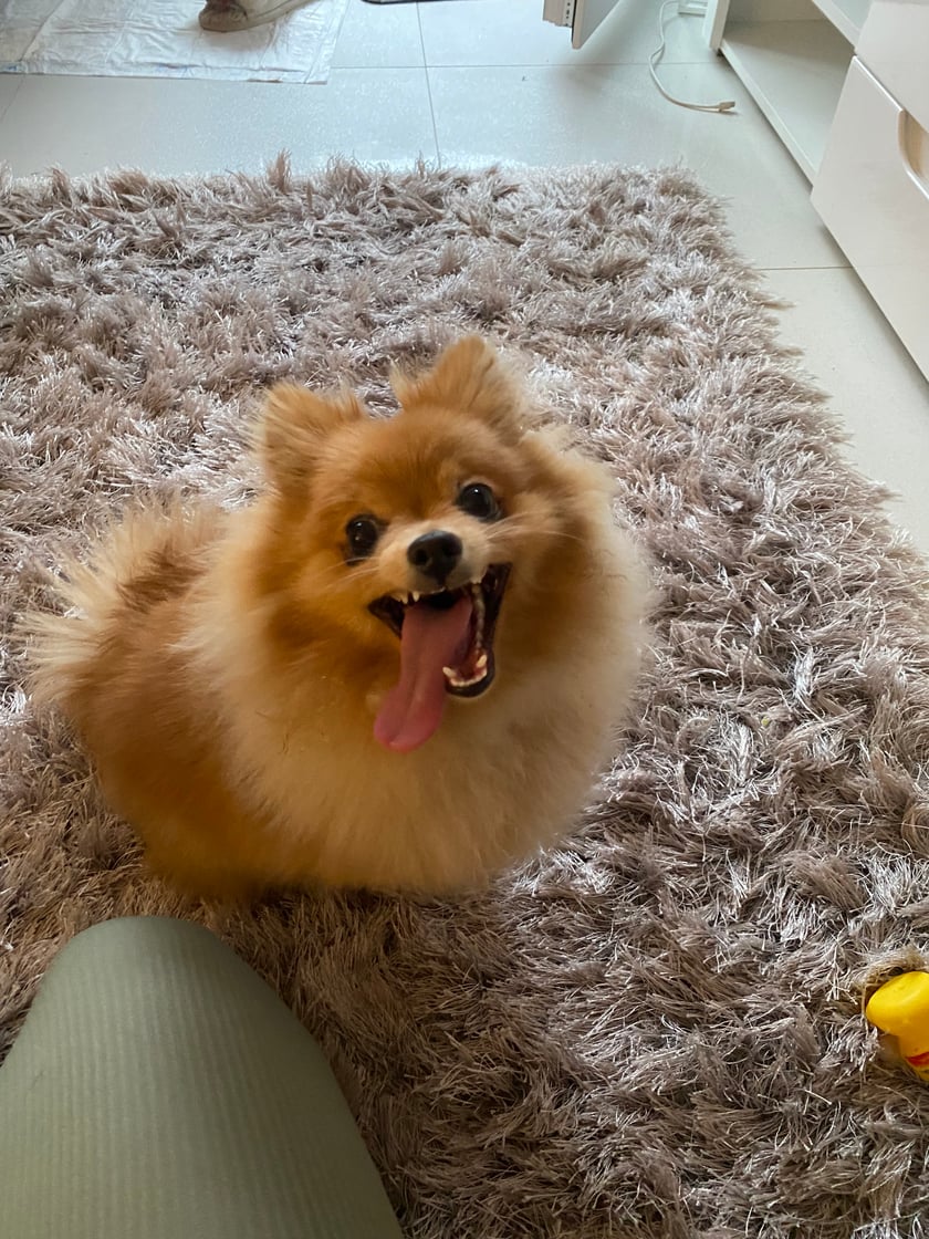 Mam na imię Lili, jestem młodym szpicem miniaturką, koloru rudego. 
Jestem bardzo wesoła, lubię spacerki a najbardziej zabawy z piłeczką. Moja mama zabiera mnie wszędzie gdzie mogę, jestem jej wierną towarzyszką. Jestem grzecznym i pogodnym pieskiem :)