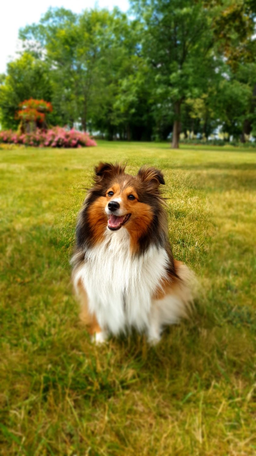 Niezwykła, zachwycająca i wesoło merdająca