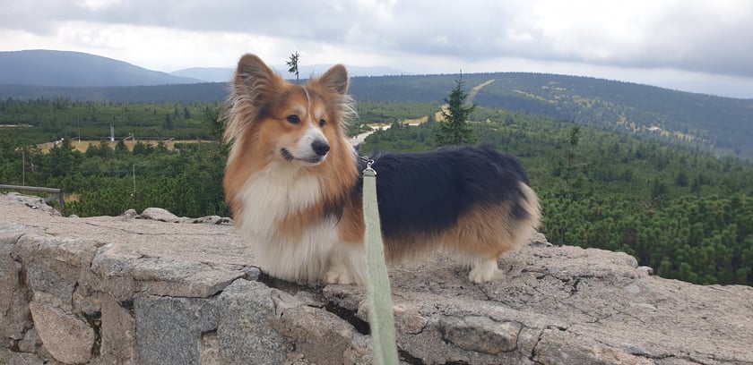 Ulubieniec wszystkich kto jego zobaczy :) 
Piesek rasy Welsh Corgi Pembroke (fluffy). Jest unikalny :) Wszyscy jego kochają kiedy zobaczą :)