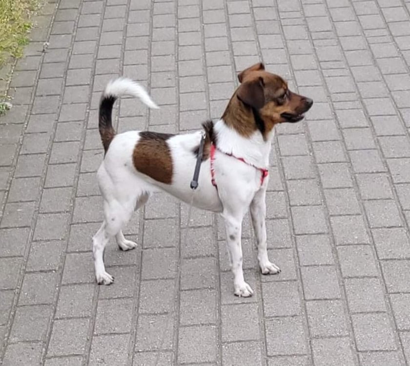 Najsłodszy kundelek znajda.