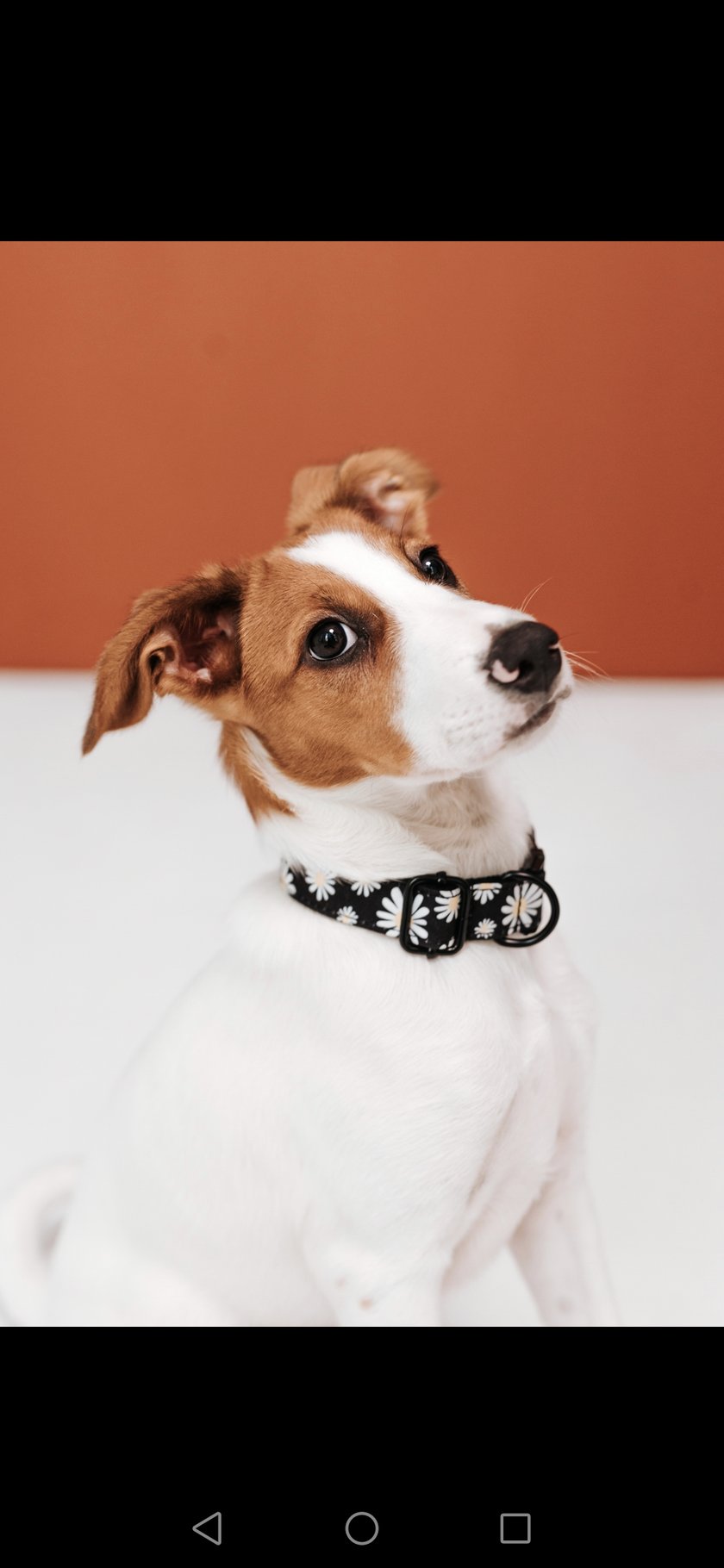 Kovu to istny wulkan energii. Wszędzie go pełno i wszędzie chciałby wejść. Uwielbia podkradać nie swoje zabawki i jedzonko