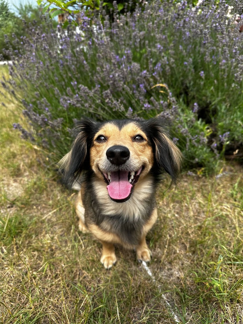 Zosia ma 5 latek jest kochanym psiakiem.
Lubię bawić się z kotkami i pieskami.
Nie oczekuje nic wielkiego tylko chce się pokazać jaka jestem śliczna :)