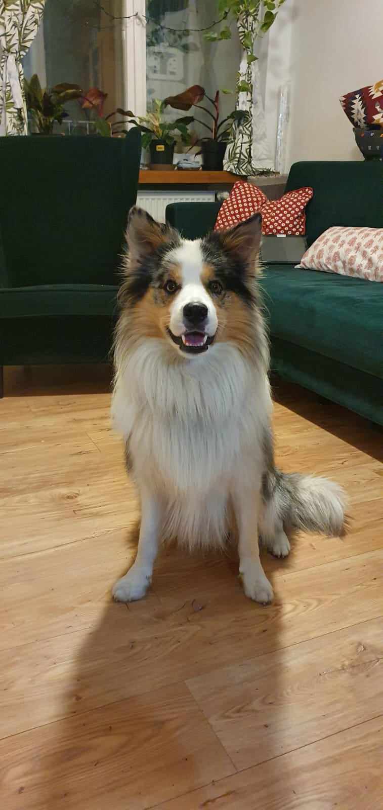 Buff to pies o energicznym charakterze, który uwielbia frisbee i długie spacery