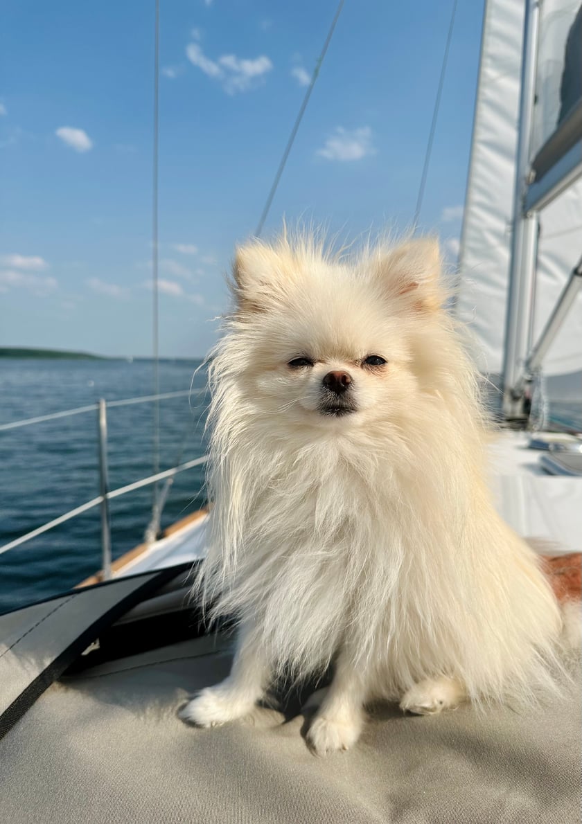 Bobo, szpic miniaturowy, 1,4kg szczęścia, chłopczyk urodzony 27.06.22. Uwielbia aportować, podróżować  i korzystać z jego pieskiego życia jak tylko się da.