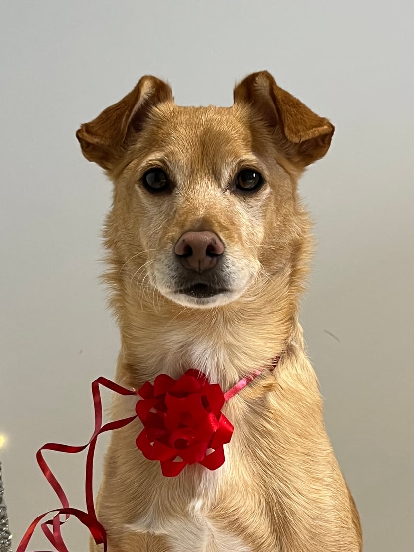 Hachiko to przecudowny zabawny piesek. Uwielbia zabawę, kontakt z człowiekiem oraz jedzonko w miseczce. Kocha każdego człowieka którego spotka na swojej drodze. Poza leniuchowaniem Hachiko uczęszcza na treningi.