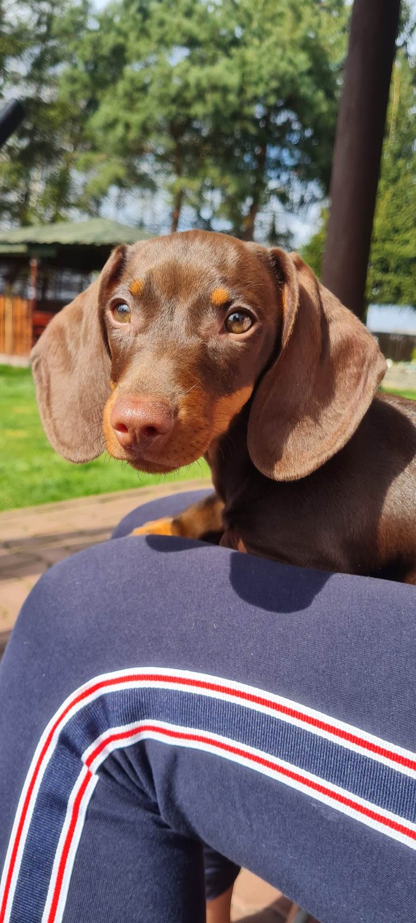 Sisi jest małym jamnikiem miniaturowy, który kocha przygody! Uwielbia poznawać świat i węszyć.