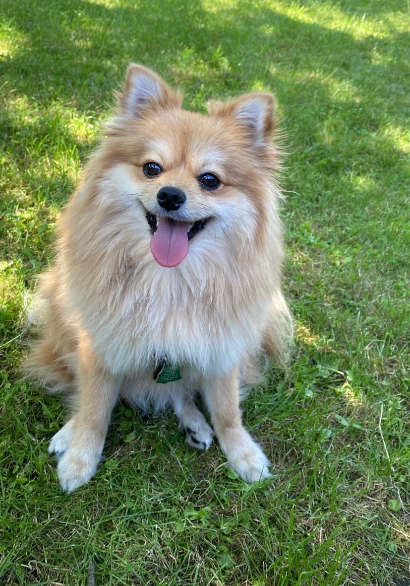 Cześć! Jestem Kobe, mam trzy lata, uwielbiam biegać za piłeczka, bawić się z moja marchewką i jeść przysmaczki!