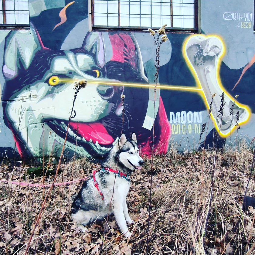 Blue to piękność adoptowana przez nas z fundacji. 5 letnia suczka z temperamentem.