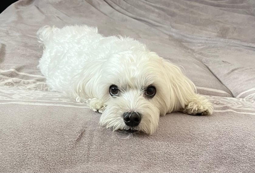 Miki, pseudonim trzykropek (przez swoje czarne oczka i nosek, wychylające się z za rogu). Miki ma 9,5 roku i jest to nasze 10kg miłości. Jest typowym psim księciem kanapowym, ale też wiernym przyjacielem. Ta dzielna psinka ma za sobą ciężką operacje z próbą usunięcia nowotworu, zakończoną niestety niepowodzeniem (guzy po 9 i 6cm), a pomimo to jest radosnym i szczęśliwym psiakiem, który wciąż się bawi, prosi o smaczki i ugania za kotami. Ten mały słodziak to najlepszy towarzysz życia i mamy nadzieje, że jego towarzystwo będzie trwało jak najdłużej i ciągle będzie dzielnym i radosnym słodziakiem jak na zdjęciu.