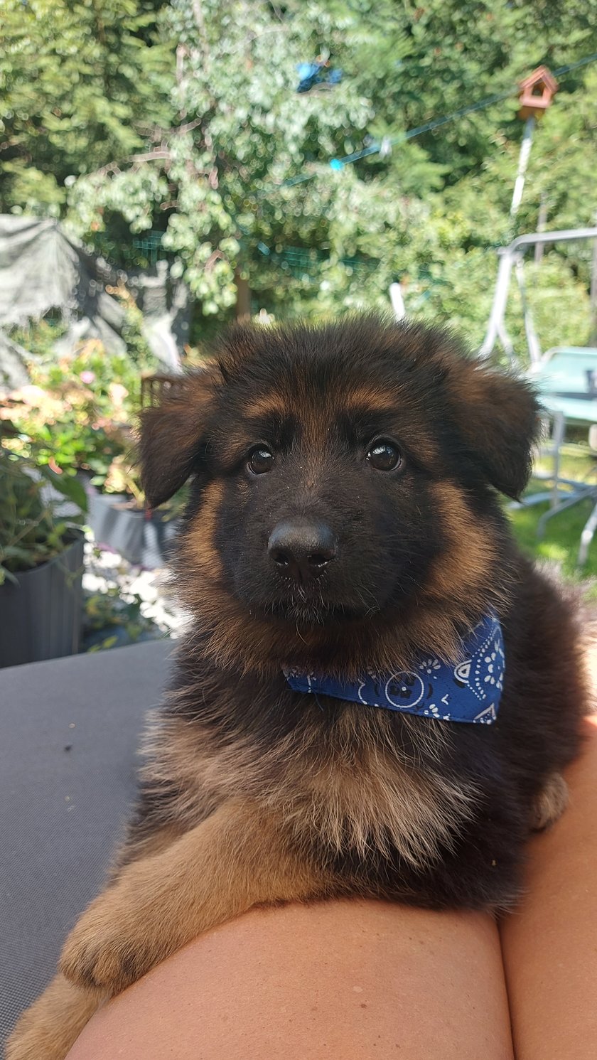 Dwumiesięczny długowłosy owczarek niemiecki podpalany