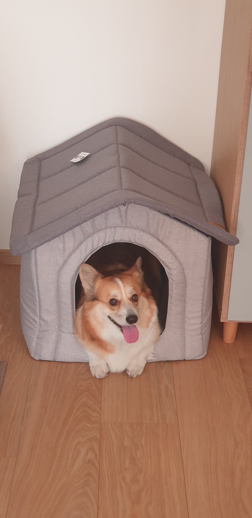 Po-prostu psia królowa :) Zawsze uśmiechnięta i wesoła :)