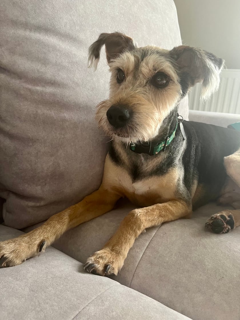 Pluto jest seniorem, adoptowanym ponad 10 lat temu z wrocławskiego schroniska. W wolnym czasie lubi dostwać smaczki i bawić się pluszowymi jeżami.