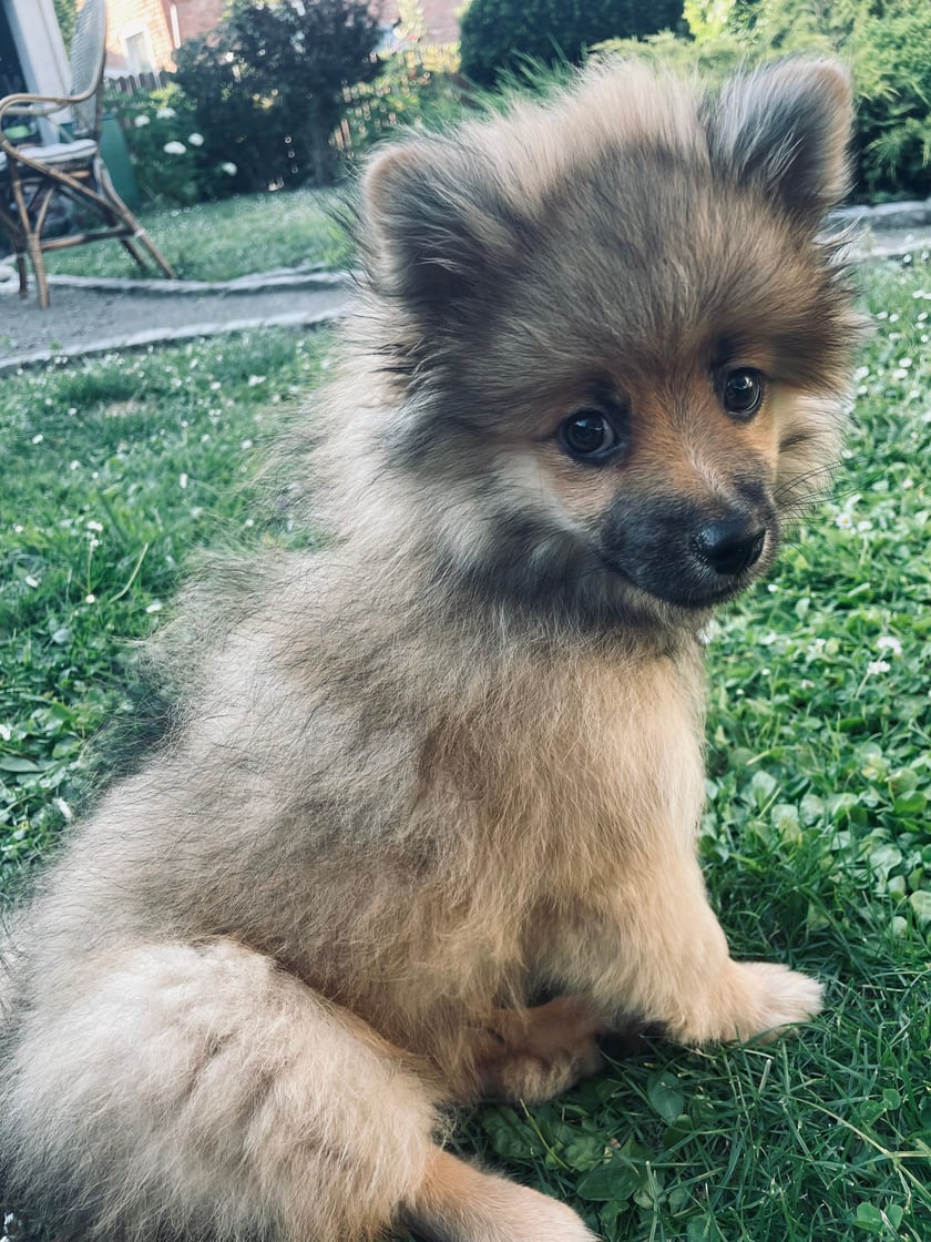 Borys to pełen energii młody szpic miniaturowy. Kocha kopać dziury ale tylko własnymi łapkami (z łopatami się nie lubi). Jego ulubioną porą dnia jest pora karmienia, a ukochaną zabawką pluszowa żyrafa.