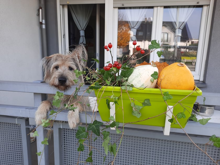 Wesoły leśnicki Owczarek Pikardyjski jakich mało w PL! :)

Charakterologiczny "Kłapouchy" - nie tylko z powodu opadającego... jednego uszka...

ale i również przefantastyczny "Kudłaty" 

Kto widział i zna- ten wie :)