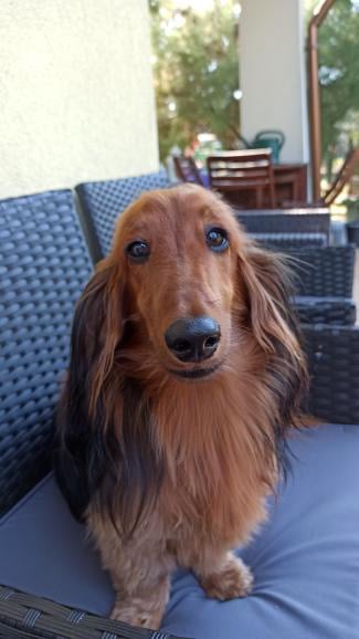 Arno to energiczny jamnik długowłosy. Jest bardzo oddany Wlascielce. Lubi z nią czytać i przygotowywać się do zajęć dydaktycznych :) prywatnie uwielbia biegać za ptakami i kotami :) głosujcie na mnie - Arno