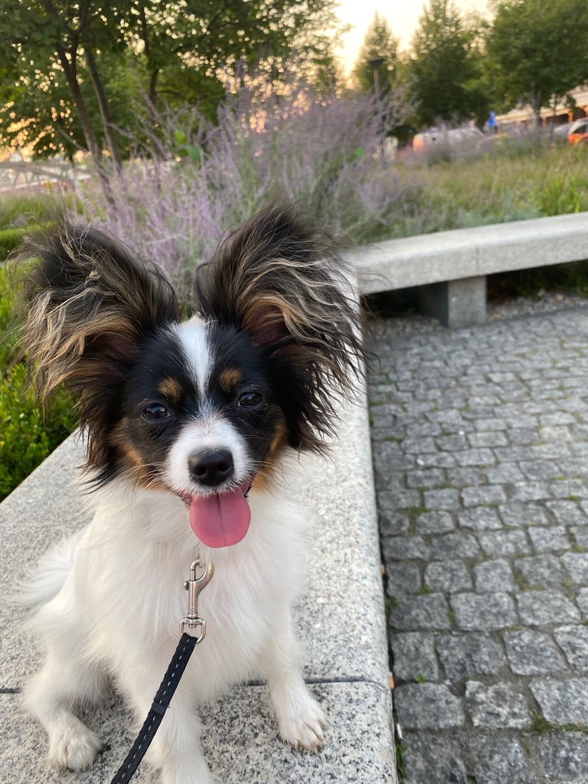 Rosie to energiczna I wesoła dziewczynka rasy papilion w wieku 7 miesięcy. Uwielbia długie spacery w centrum Wrocławia oraz zabawy z innymi pieskami.