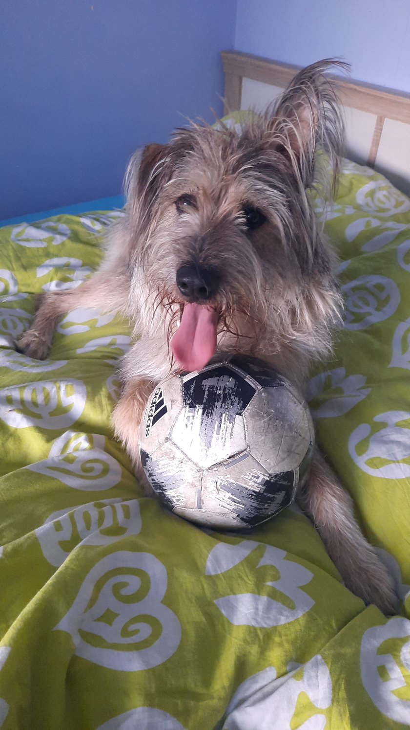 Ever forever!
The best!
Only Szary! :)
Owczarek Pikardyjski na medal!
Najlepszy Przyjaciel do treningów i piłki nożnej! :)