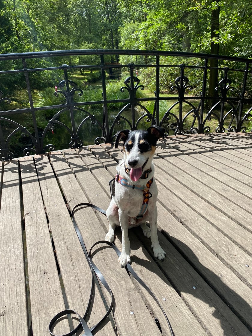 Adopciak z fundacji Ratuj. Miałam być jego domem tymczasowym, ale został na zawsze. Lubi się bawić i podróżować.