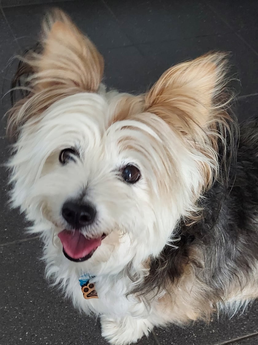 Maja to niewielka,  zawsze uśmiechnięta 12 letnia suczka na 3 łapkach, kochany kudłacz, który podbije serce kazdego