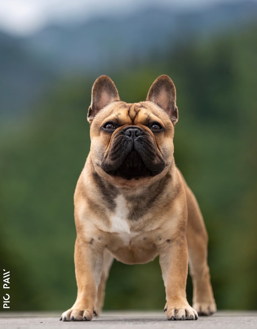 Benio inaczej Benkowski to 14 miesięczny buldog francuski. Benio jest psem wystawowym i został młodzieżowym Chamiponem Polski. Benio to bardzo wesoły i ciekawski piesek. Kocha spędzać czas z człowiekiem.
