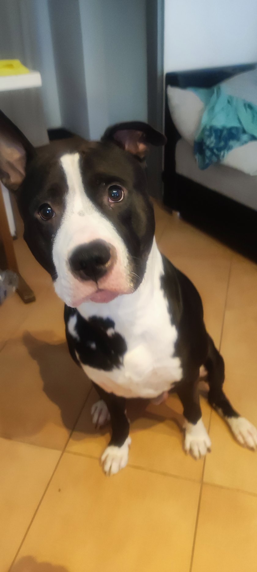 Baron to 3 letni amstaff kochający wszystko i wszystkich.