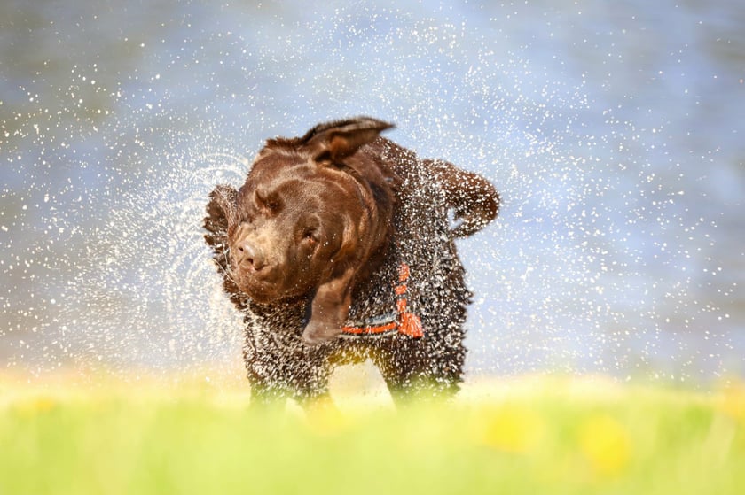 Iris, 8-letnia czekoladowa labradorka. Kula miłości, szczęścia i radości. Pies leśno-polno-rzeczny. Cudowna towarzyszka plenerów fotograficznych i wędrówek po dolnośląskich szlakach. Aporterka, pływaczka, miłośniczka przyrody...