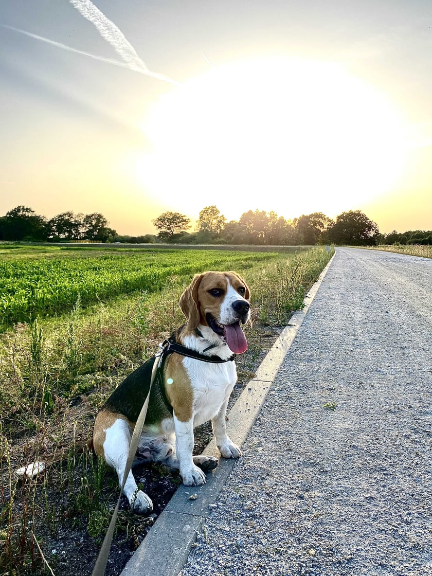 Nie ma o czym pisać - spójrzcie na te merdkę, nie ma psiaka, który bardziej kocha życie!