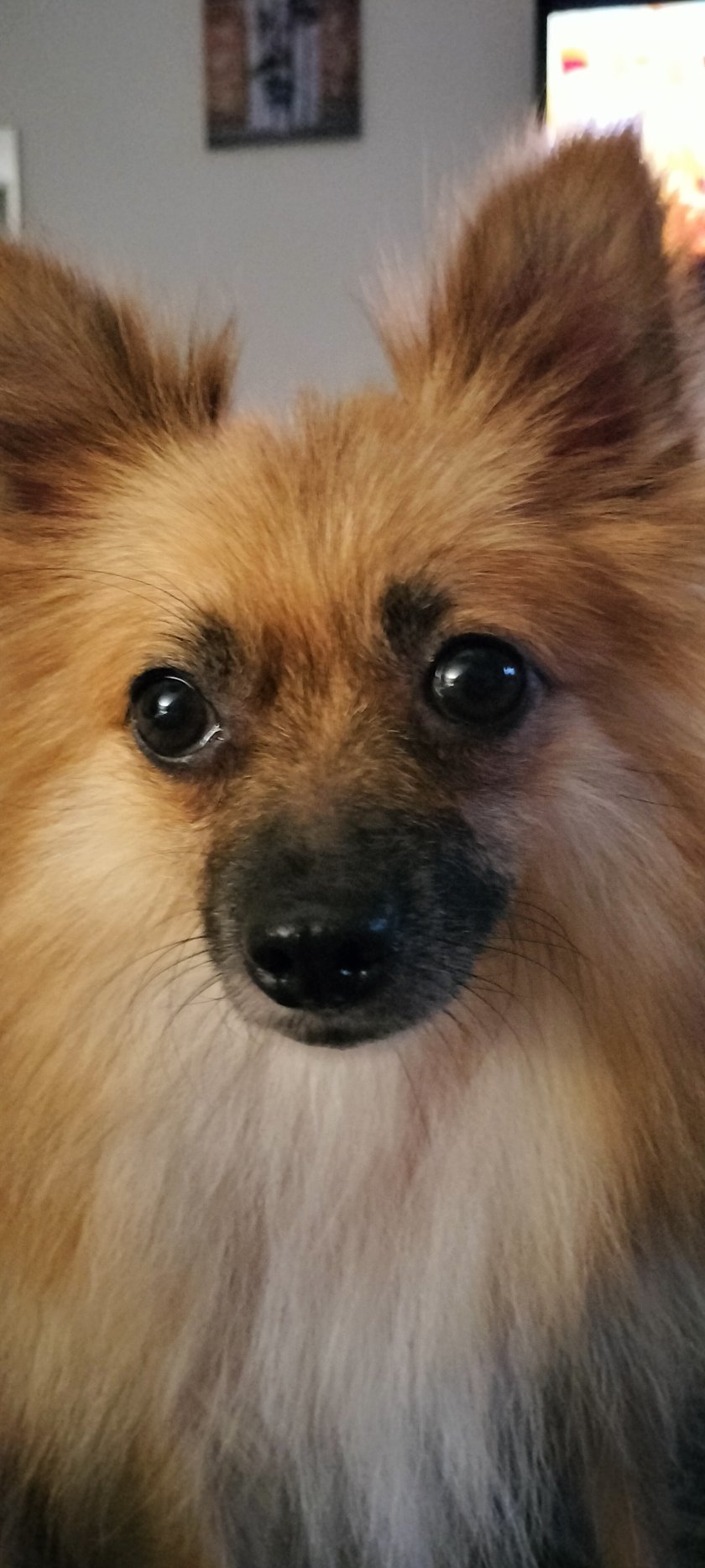 Krótko się znamy Róże adoptowalam 3 tyg .temu ale to była miłość od pierwszego wejrzenia.Wyrwana z rąk pseudohodowli uczy się co to jest życie w domu i wolność.