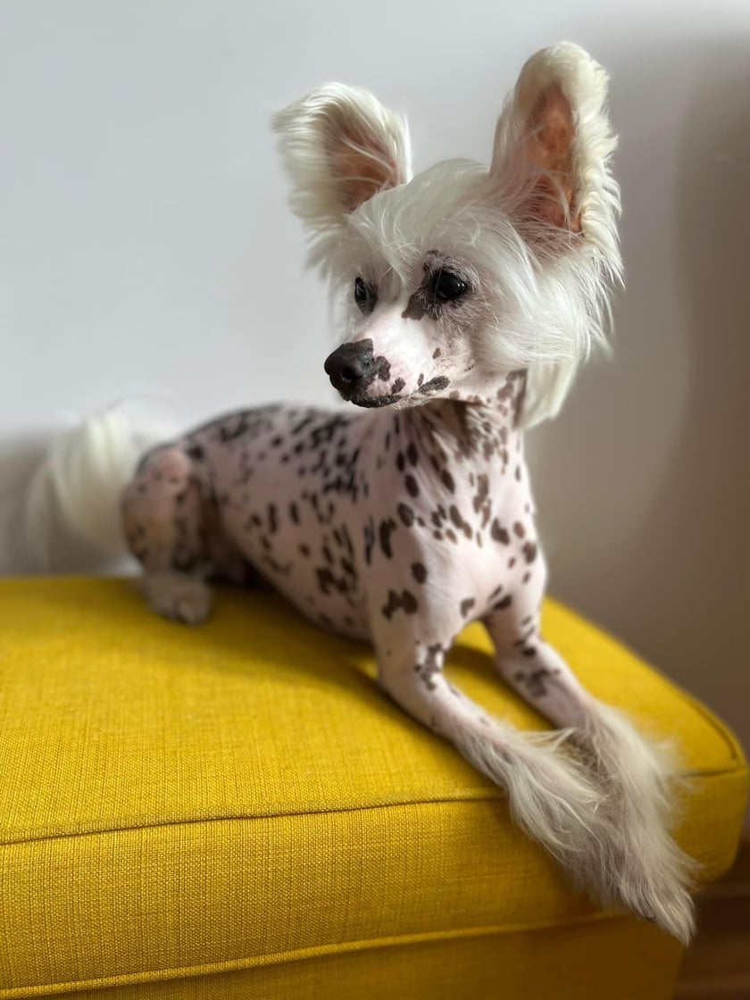  Cześć, jestem Morti, grzywacz chiński z wrocławskich Popowic. Tutaj w okolicy znają mnie wszyscy i bardzo często się na mój widok uśmiechają. Czasami odwiedzam psie parki, gdzie chętnie biegam z innymi psimi przyjaciółmi. Kiedyś odwiedzałem nawet wrocławskie przedszkole i pokazywałem sztuczki dzieciom. Mam też w domu "siostrę" Fiorę - ona też jest piękną psinką. Grzywacze chińskie często zdobywają miano najbrzydszych psów świata, a ja, Mortimer, chciałbym to wreszcze zmienić. Pozdrawiam serdecznie i sprzedaję liza w nos wszystkim Wrocławianom i Wrocławiankom.