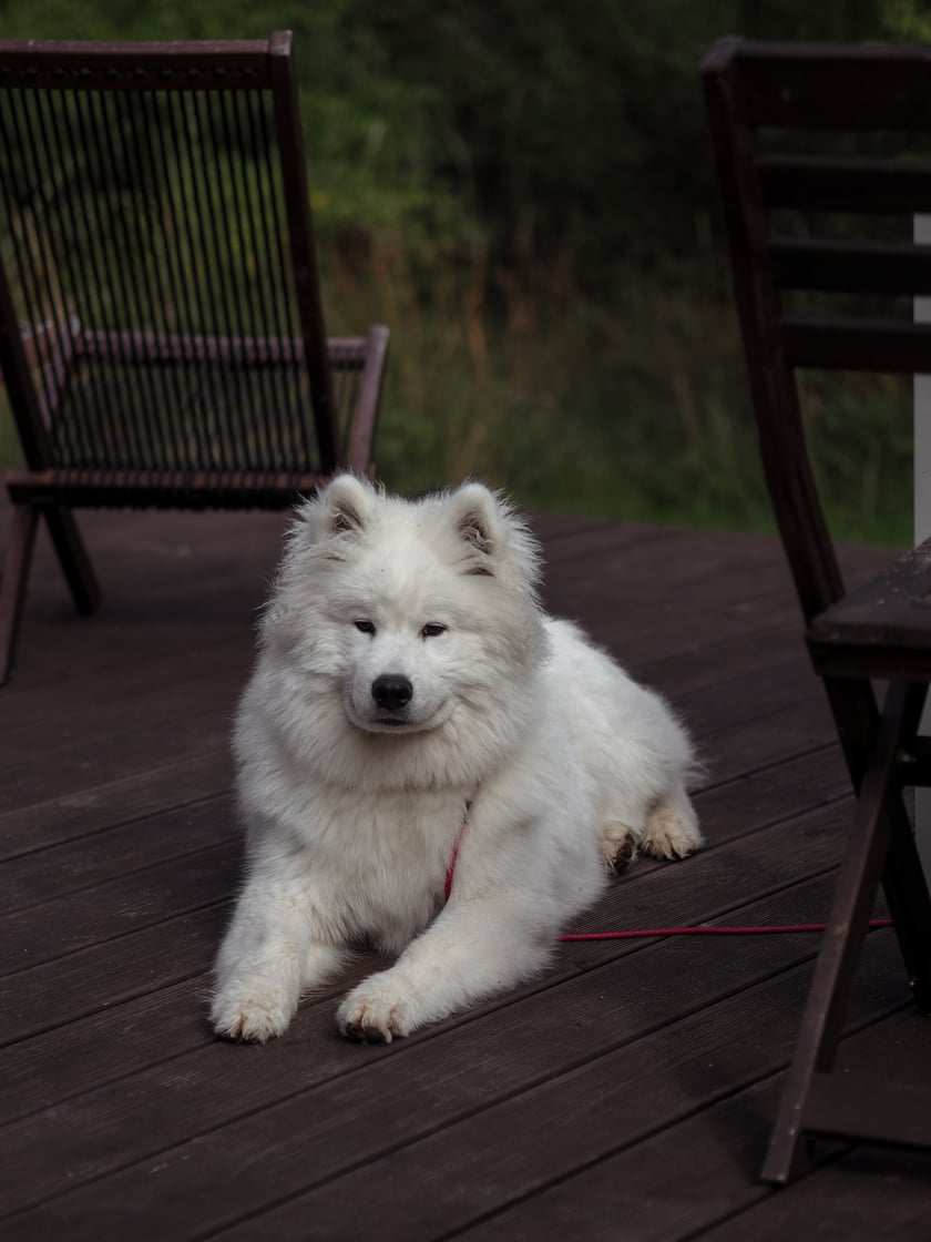 Ośmiomiesięczny samoyed - kochający pieszczoty, swój szarpak oraz deszczową pogodę. Król dzielnicy Lipa Piotrowska.