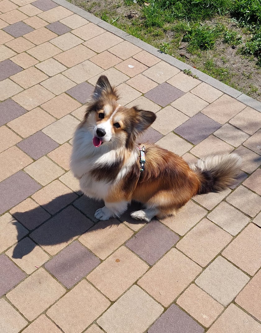 Cześć! To ja, Chałka, pies na medal, ale nie z wystawy. Posiadam metrykę, ponieważ prawdziwy ze mnie Corgi Pembroke, ale do tego oryginalny, bo posiadam dużo więcej dłuższej i puchatej sierści. Mam już prawie dwa lata, ale we Wrocławiu mieszkam od początku roku. Lubię spacerować po wałach i testować nowe smaczki, taki ze mnie głodomorek. Moimi ulubionymi zabawami jest gra w berka z innymi pieskami i rozgryzanie na części pierwsze wszystkich zabawek.