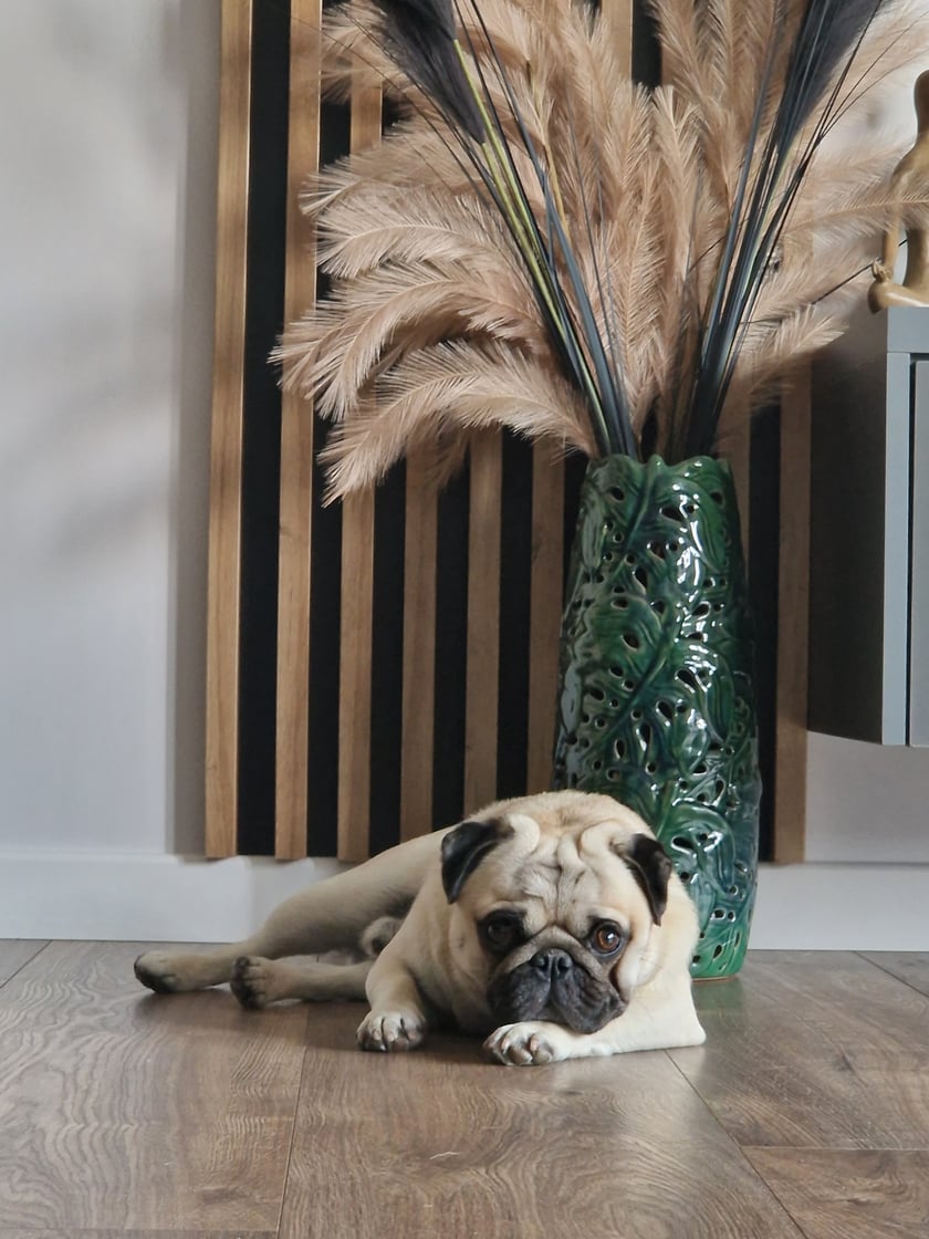 Mopsik Czesio ma 2 lata i jest typowym samcem alfa, który zawsze stawia na swoim. Za smaczki sprzeda swoich właścicieli. Jak to mops kocha wszystko, ludzi, kwiatki, trawę, spacerki a szczególnie spanko. Codziennie uczę się od niego jak bardzo można podziwiać świat, który nas otacza i czerpać z niego tyle radości.