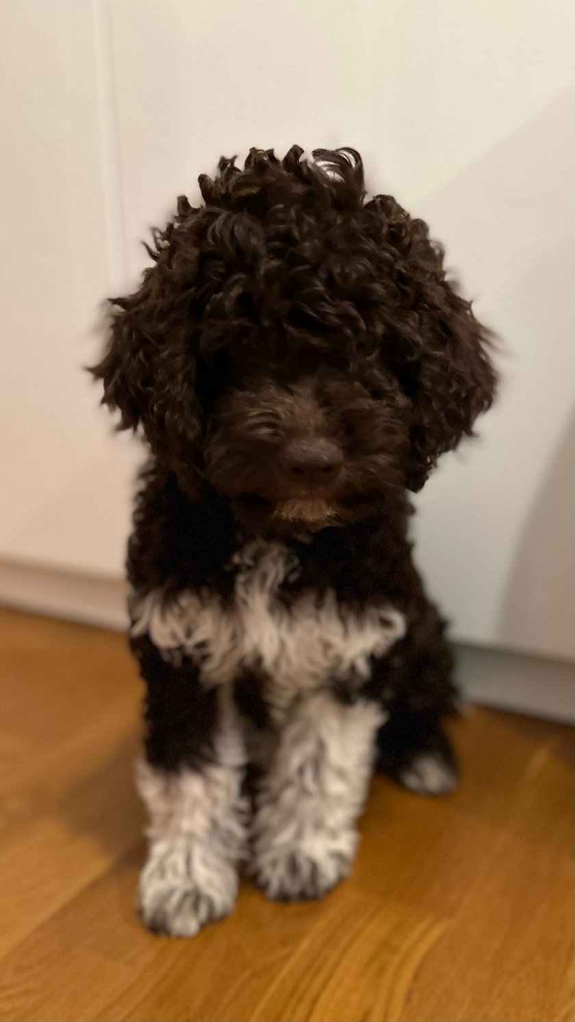 Witajcie Psyjaciele! Nazywam się Baby i jestem najszczęśliwszym szczeniaczkiem (niektórzy mnie mylą z owieczką) na całej psiej planecie!