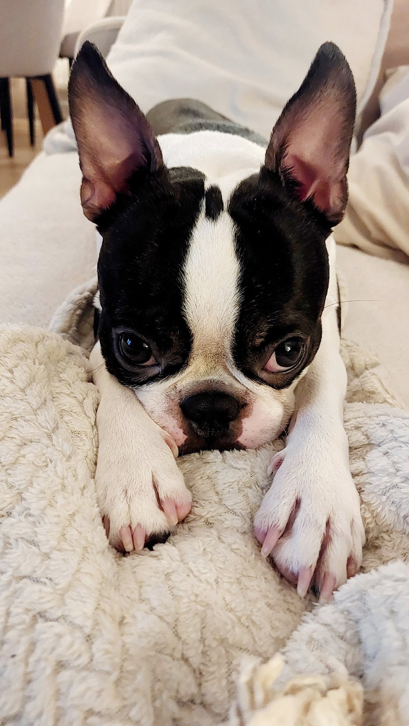 Borys to boston terrier, w czerwcu skończył 2 lata. Ma stojące uszy oraz duże ciemne oczy. Jego sierść jest czarno-biała, miejscami pręgowana, ma charakterystyczną plamkę na głowie. Nie lubi szczekać, a jego miłością jest gra w piłkę.