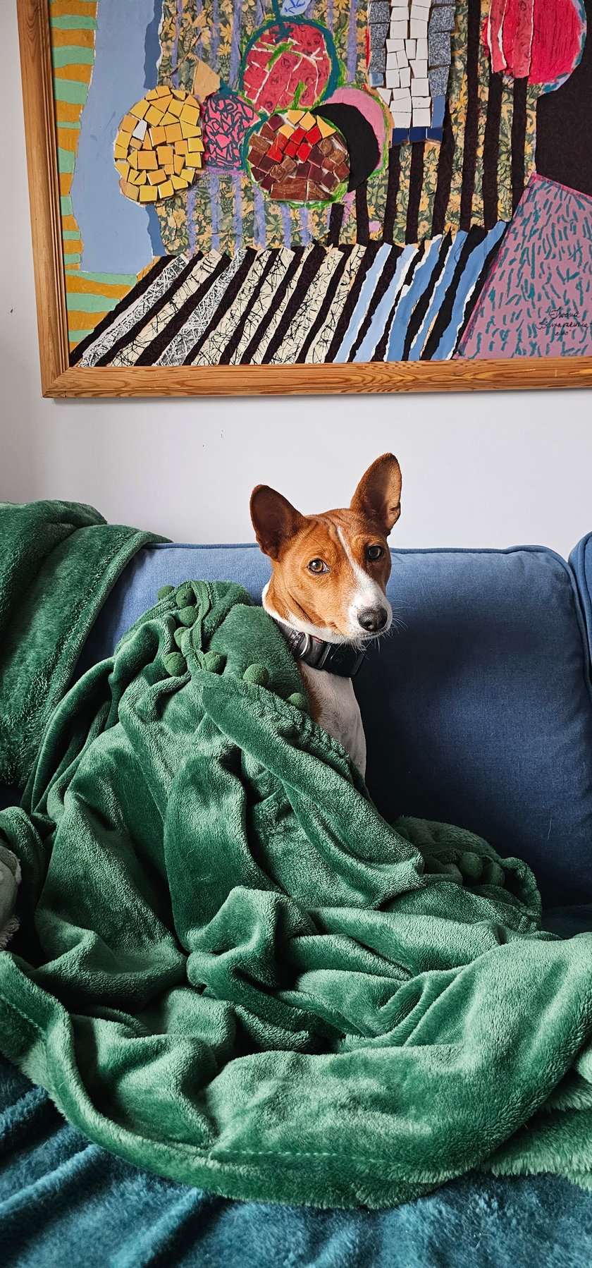 Najpiękniejszy pies Wrocławia bez watpienia