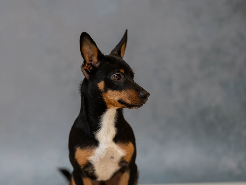 Gucio ma trochę ponad rok. Mamą jest pinczerka miniaturka a tato to… przegląd wsi dlatego też Gutek jest niskopodłogowym pieskiem. W skrócie jest przekochanym i najsłodszym maminsynkiem na Sępolnie.