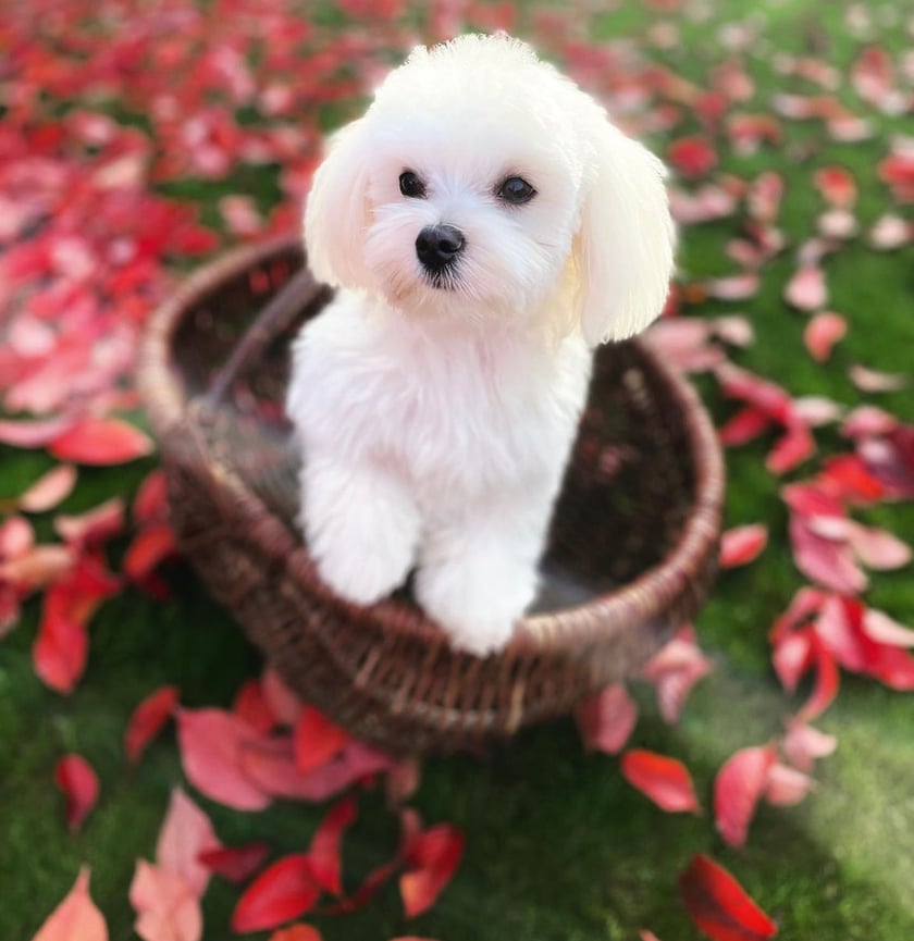 Psiemka! Jestem Bolek i jestem psim influencerem. Myślę, że jestem tygrysem w ciele maltańczyka. Moje skrajne naładowanie energetyczne pozwala mi spać 10 godzin, a potem skakać 10 po plecach mojej ludzkiej mamy. Uwielbiam wszystkich ludzi, a oni chyba mnie też sądząc po ilości przytulasków.