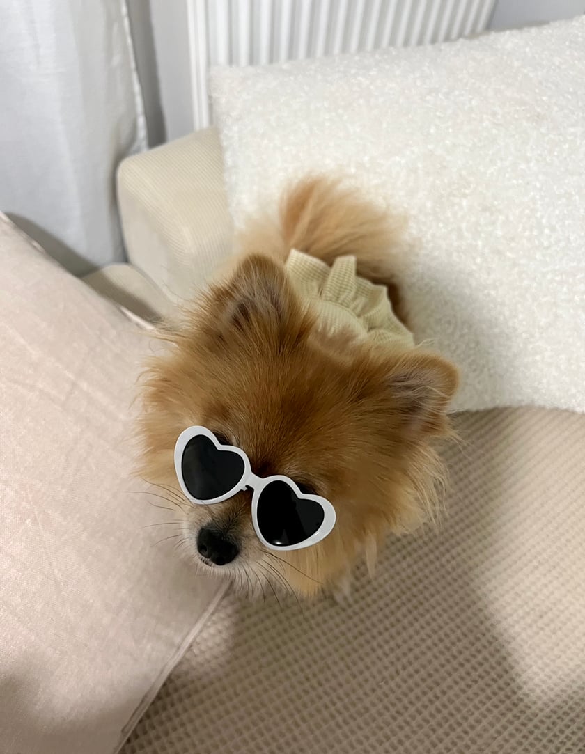 Cześć jestem Lola jednak wszyscy mówią na mnie Lisia. Kocham zabawę piłeczką. Jestem psem rasy szpic miniaturowy - pomeranian. Mam 3 lata i mieszkam we Wrocławiu.